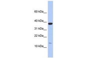 Image no. 1 for anti-Ribosomal Protein L27 (RPL27) (C-Term) antibody (ABIN6743982) (RPL27 antibody  (C-Term))
