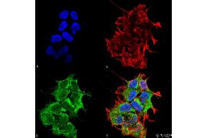 Immunocytochemistry/Immunofluorescence analysis using Mouse Anti-GRP170 Monoclonal Antibody, Clone 6E3-2C3 . (HYOU1 antibody)