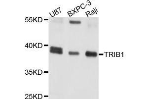 Western blot analysis of extracts of various cell lines, using TRIB1 antibody. (TRIB1 antibody)