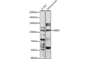 Western blot analysis of extracts of various cell lines, using GRIK5 antibody (ABIN7267416) at 1:1000 dilution. (GRIK5 antibody  (AA 350-420))