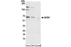 anti-EH-Domain Containing 4 (EHD4) (AA 375-425) antibody