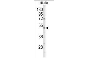 Western blot analysis of POLG2 Antibody in HL-60 cell line lysates (35ug/lane) (POLG2 antibody  (C-Term))