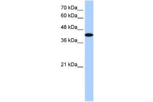 AKAP7 antibody used at 1. (AKAP7 antibody)