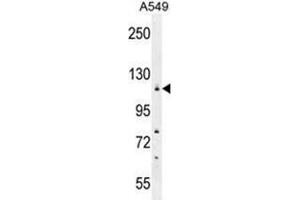 WDR52 Antibody (C-term) western blot analysis in A549 cell line lysates (35 µg/lane). (WDR52 antibody  (C-Term))