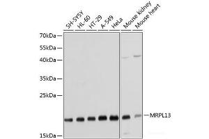 Western blot analysis of extracts of various cell lines using MRPL13 Polyclonal Antibody at dilution of 1:1000. (MRPL13 antibody)