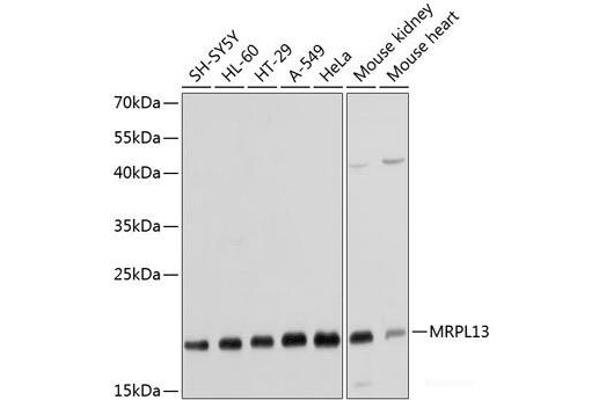 MRPL13 抗体