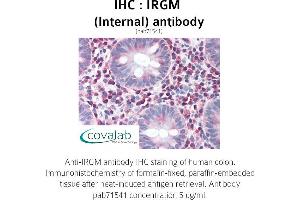 Image no. 1 for anti-Immunity-Related GTPase Family, M (IRGM) (Internal Region) antibody (ABIN1736037) (IRGM antibody  (Internal Region))