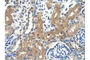 Image no. 1 for anti-Cytochrome P450, Family 4, Subfamily A, Polypeptide 22 (CYP4A22) (N-Term) antibody (ABIN6736345) (CYP4A22 antibody  (N-Term))