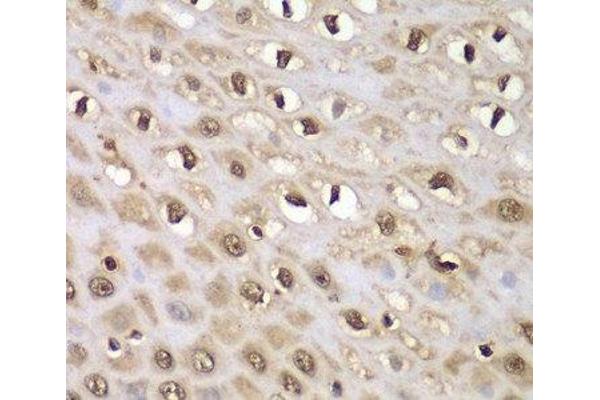 INTS5 antibody