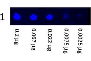 Image no. 1 for Goat anti-Mouse IgG (Whole Molecule) antibody (FITC) (ABIN300622) (Goat anti-Mouse IgG (Whole Molecule) Antibody (FITC))