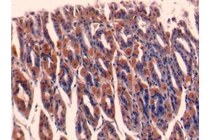 DAB staining on IHC-P; Samples: Mouse Stomach Tissue (ERI1 antibody  (AA 1-345))
