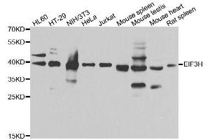EIF3H antibody  (AA 80-340)
