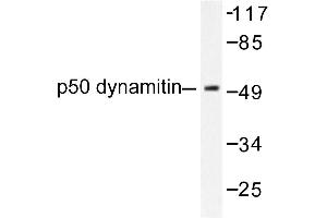 Image no. 1 for anti-Dynactin 2 (p50) (DCTN2) antibody (ABIN271764)