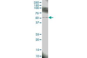 BIRC4 MaxPab polyclonal antibody. (XIAP antibody  (AA 1-497))