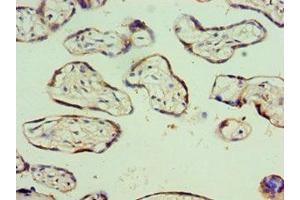 Immunohistochemistry of paraffin-embedded human placenta tissue using ABIN7176567 at dilution of 1:100 (AEBP2 antibody  (AA 248-517))