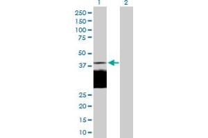 Western Blot analysis of DLK1 expression in transfected 293T cell line by DLK1 MaxPab polyclonal antibody.