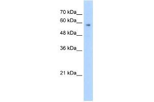 WB Suggested Anti-TPTE Antibody Titration:  2.