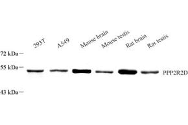PPP2R2D antibody
