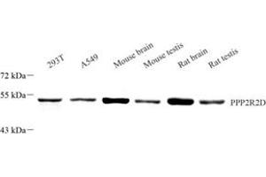 Western blot analysis of PPP2R2D (ABIN7075277) at dilution of 1: 2000 (PPP2R2D antibody)
