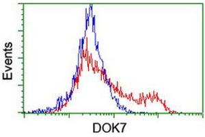 HEK293T cells transfected with either RC219267 overexpress plasmid (Red) or empty vector control plasmid (Blue) were immunostained by anti-DOK7 antibody (ABIN2455843), and then analyzed by flow cytometry. (DOK7 antibody)
