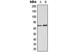 Western blot analysis of CDKL3 expression in U251MG (A), NIH3T3 (B) whole cell lysates. (CDKL3 antibody  (Center))