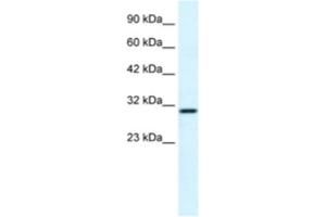 Western Blotting (WB) image for anti-FLJ20729 antibody (ABIN2460993) (FLJ20729 antibody)