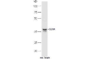 Western Blotting (WB) image for anti-CD34 (CD34) (AA 301-385) antibody (ABIN671361)