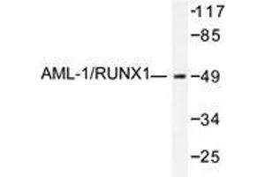 Western blot analysis of AML1 antibody in extracts from Jurkat cells. (RUNX1 antibody)