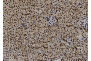 ABIN6278934 at 1/100 staining Mouse kidney tissue by IHC-P.