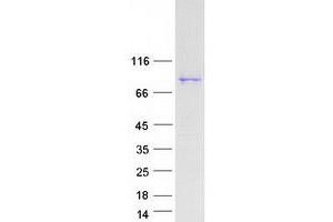 Validation with Western Blot (MARK2 Protein (Transcript Variant 2) (Myc-DYKDDDDK Tag))