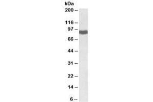 Western blot testing of rat liver lysate with POR antibody at 0. (POR antibody)
