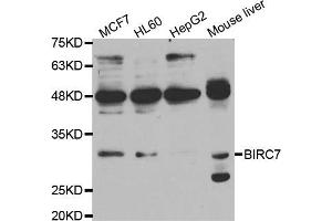 Western blot analysis of extracts of various cell lines, using BIRC7 antibody (ABIN5973363) at 1/1000 dilution. (BIRC7 antibody)