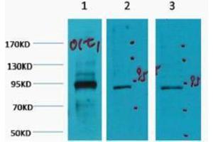 Western Blotting (WB) image for anti-POU Domain, Class 2, Transcription Factor 1 (POU2F1) antibody (ABIN3178642) (POU2F1 antibody)