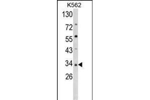 Western blot analysis of SFRP5 Antibody (Center) (ABIN652273 and ABIN2841156) in K562 cell line lysates (35 μg/lane). (SFRP5 antibody  (AA 219-248))