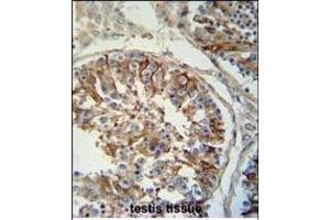 SACA1 antibody (N-term) (ABIN654730 and ABIN2844418) immunohistochemistry analysis in formalin fixed and paraffin embedded human testis tissue followed by peroxidase conjugation of the secondary antibody and DAB staining. (SPACA1 antibody  (N-Term))