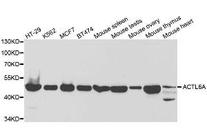 Western blot analysis of extracts of various cell lines, using ACTL6A antibody. (BAF53A antibody  (AA 1-280))