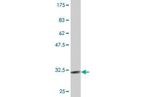 Western Blot detection against Immunogen (30. (CXCR4 antibody  (AA 1-46))
