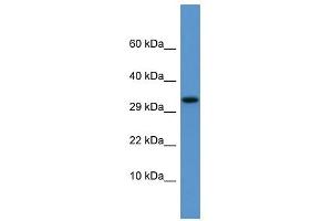 Apof antibody used at 0. (Apolipoprotein F antibody  (C-Term))