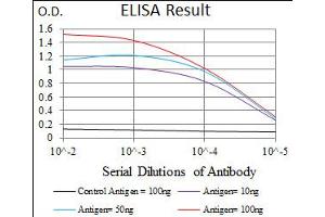 Image no. 5 for anti-Polo-Like Kinase 1 (PLK1) antibody (ABIN1500277) (PLK1 antibody)