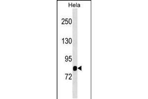 Western blot analysis in Hela cell line lysates (35ug/lane). (MASP1 antibody  (AA 481-507))