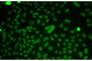 Immunofluorescence analysis of HeLa cells using CSNK2A2 Polyclonal Antibody (CSNK2A2 antibody)