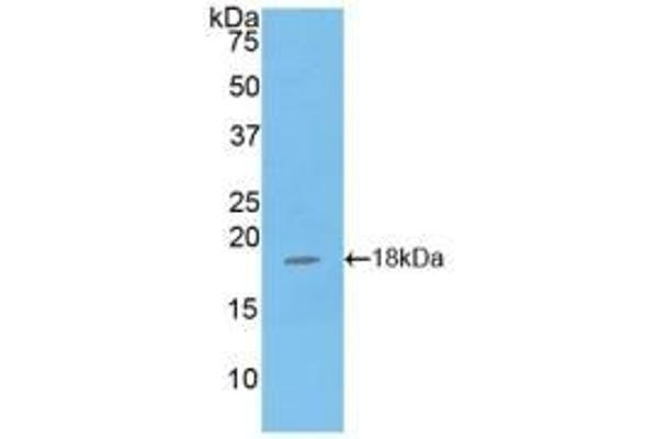 GPX4 antibody  (AA 74-197)