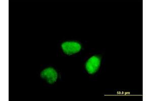 Immunofluorescence of purified MaxPab antibody to CCNA2 on HeLa cell. (Cyclin A antibody  (AA 1-432))