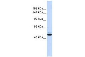 Image no. 1 for anti-Growth Regulation By Estrogen in Breast Cancer 1 (GREB1) (AA 36-85) antibody (ABIN6740577) (GREB1 antibody  (AA 36-85))