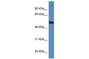 Western Blot showing Sntg1 antibody used at a concentration of 1. (Syntrophin gamma 1 antibody  (N-Term))
