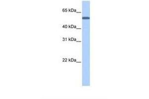 Image no. 1 for anti-Target of EGR1, Member 1 (Nuclear) (TOE1) (AA 36-85) antibody (ABIN6738828) (TOE1 antibody  (AA 36-85))