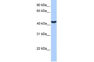 WB Suggested Anti-ABHD5 Antibody Titration:  0. (ABHD5 antibody  (C-Term))