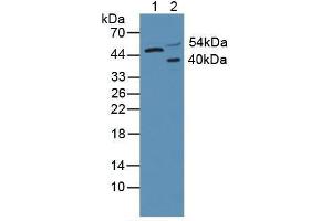 Western blot analysis of (1) Human HeLa cells and (2) Rat Brain Tissue. (AKT3 antibody  (AA 46-338))