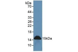 Detection of REG3g in Rat Intestine Tissue using Polyclonal Antibody to Regenerating Islet Derived Protein 3 Gamma (REG3g) (REG3g antibody  (AA 33-147))