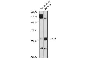 Western blot analysis of extracts of various cell lines, using CD152/CTLA-4 antibody (ABIN3022827, ABIN3022828, ABIN3022829 and ABIN6219247) at 1:1000 dilution.